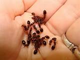 Fire Ants Size Photos