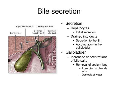 Ppt Gi Tract Secretion Powerpoint Presentation Free Download Id443518