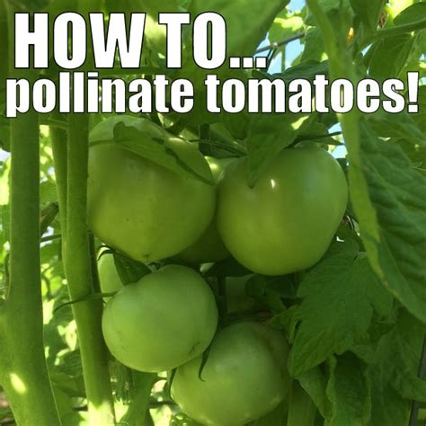 How To 3x Your Tomato Yield Easily With This Simple Hack Kitchen Cents