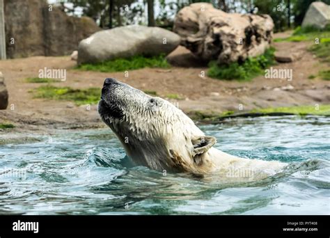 Head Of Polar Bear Ursus Maritimus Above Water Polar Bears Are