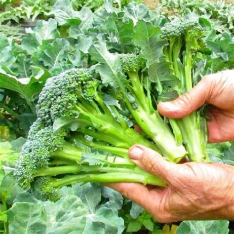 100 Natural Fresh Wholesale Nutrition Fresh Organic Broccoli