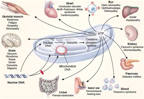 Mitochondria The Powerhouses Of The Cell Definition Structure