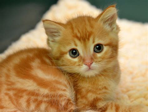 Little Ginger Kittens Cutest Cats Cats And Kittens