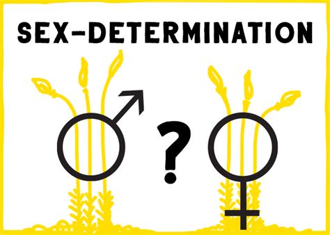 Sex Determination The X Y Zs Of Sex Chromosomes Hudsonalpha