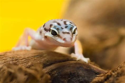 Do Leopard Geckos Make Good Pets Critters Aplenty