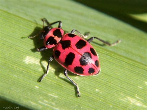 Pink Spotted Lady Beetle Coleomegilla Maculata North American