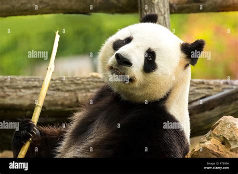 Giant Panda Bear Eats Bamboo During The Rain In A Forest Stock Photo