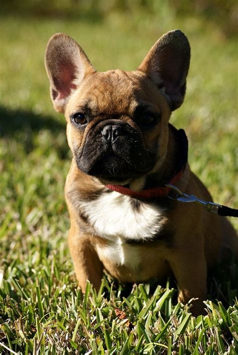 Bouledogue or bouledogue français) is a breed of domestic dog, bred to be companion dogs. Pin on english bulldogs