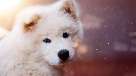 Puppy Dog White Fluffy Cute 4k Hd Wallpaper