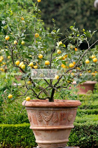 La Photothèque Les Plus Beaux Jardins Citrus Limon Osbeck