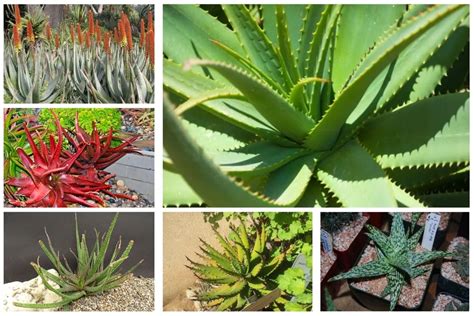 How Many Types Of Aloe Vera Plants Are There