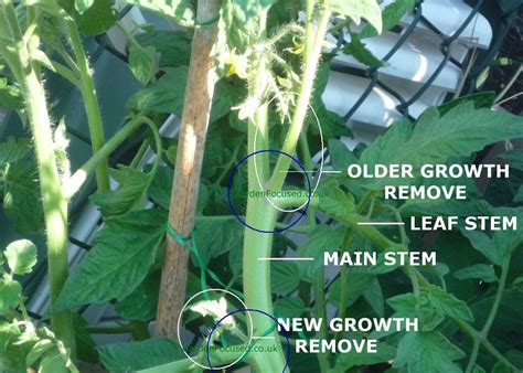 How To Prune Tomato Plants In The Uk Growing Tomato Plants Tomato