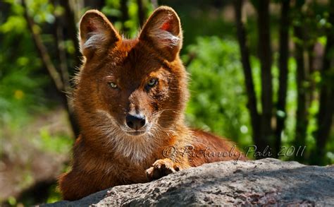 The Dhole Ii By Picturebypali On Deviantart