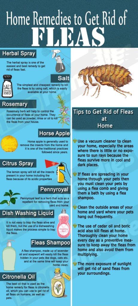 Home Remedies For Fleas An Illustrated Guide Greenpal