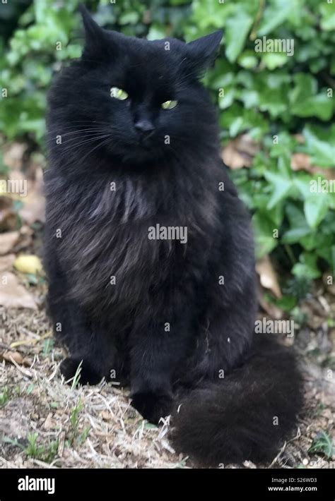 Gato negro peludo fotografías e imágenes de alta resolución Alamy