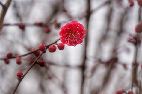 Wallpaper Garden Red Winter Branch Cherry Blossom Bokeh Pink