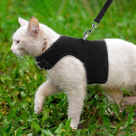 Best Cat Harness Review Guide For 2020 2021 Simply Petshop