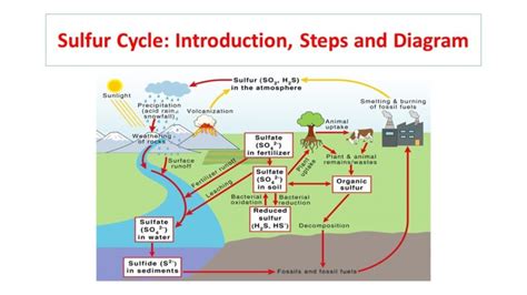 Sulfur Cycle Introduction Steps And Diagram Microbiology Notes