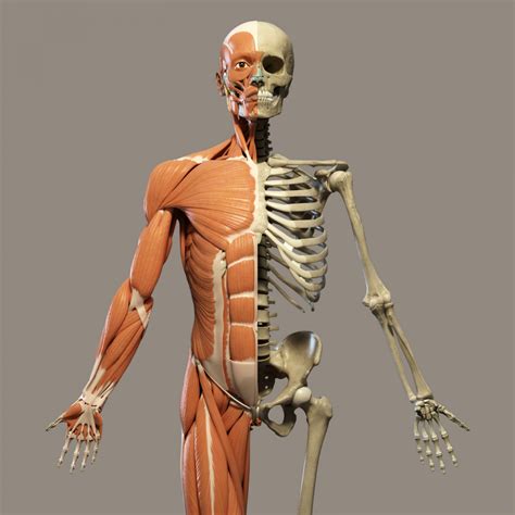 Upper limb muscles, 293 muscles acting on the shoulder girdle, 293 muscles that move the upper arm, 294 muscles that move the forearm, 295 muscles that move the cycle of life, 308 the big picture, 308 case study, 309. Human Skeleton Free Stock Photo - Public Domain Pictures