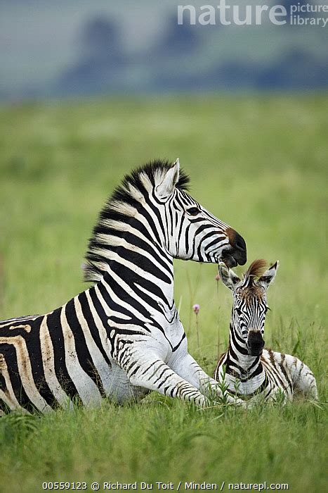 Stock Photo Of Burchells Zebra Equus Burchellii Mother And Foal