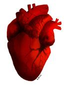 Real Heart Human Heart Clip Art Hostted Clipartbarn Wikiclipart