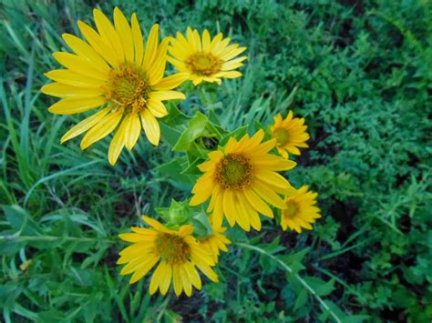 Free Photography Yellow Wild Sunflowers