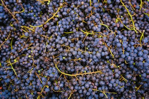 Close Up Of Ripe Red Grapes After Harvest In Autumn Season Ready To Be