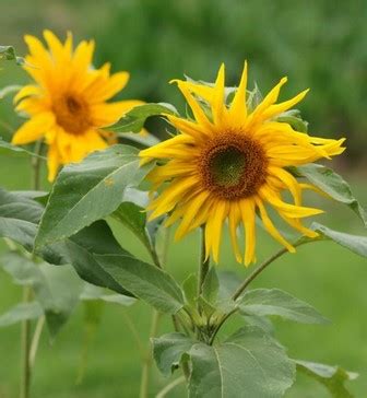 Oleh sebab itu bunga matahari harus ditanam pada lahan yang luas menyesuaikan dengan jumlah pokok yang diinginkan. 11 Cara Menanam Bunga Matahari agar Cepat Tumbuh