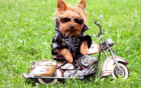 Dog On A Motorcycle Wallpaper Faxo