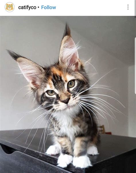 Cat Breed With Hair In Ears Rtkrockytopkid