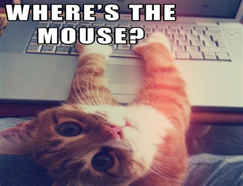 Cat On Laptop Meme Cat Meme Stock Pictures And Photos