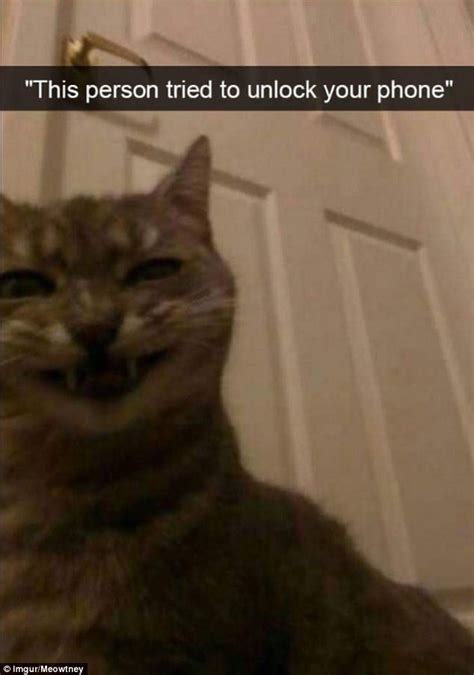 Owners Share Cats Mischievous Antics On Snapchat Daily
