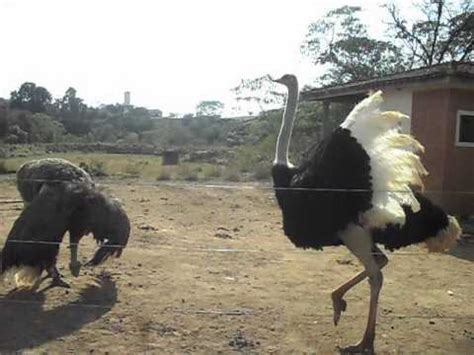 2.5 avestruz doméstico o avestruz de cuello negro. Acasalamento de avestruz - YouTube
