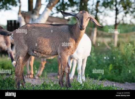 Anglo Nubian Goat Hi Res Stock Photography And Images Alamy