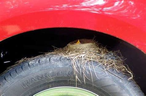 Amazing Birds Nests Built In The Most Unusual Places Klykercom
