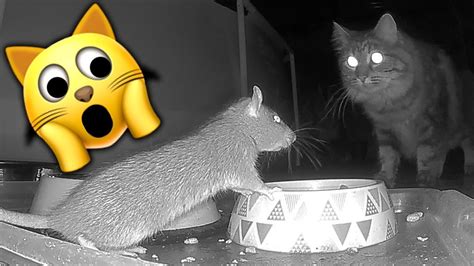 Are Rats Attracted To Cat Food Quick Answer