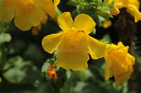 Red Spotted Yellow Monkey Flower Mimulus Luteus Stock Photo Image