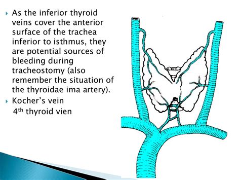 Thyroid Gland Surgical Anatomy