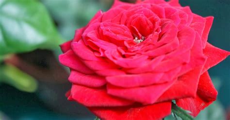 8 Maksud Warna Bunga Ros Yang Diberikan Kepada Seseorang Selongkar10