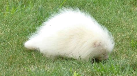 Mysterious White Creature Identified As Young Albino Porcupine