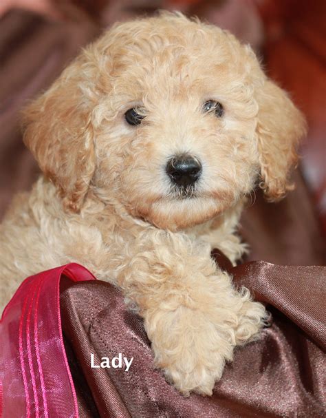 To learn more about each adoptable goldendoodle, click on the i icon for some fast facts, or click on their name or. Mini Goldendoodle Puppies for Adoption | San Diego ...
