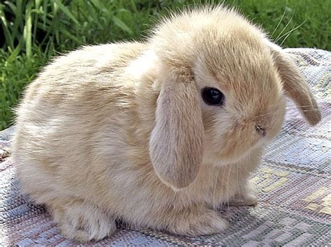 Bunny Cute And Cute Animals Image 114333 On
