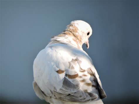 Leucistic Eurasian Collared Dove Feederwatch