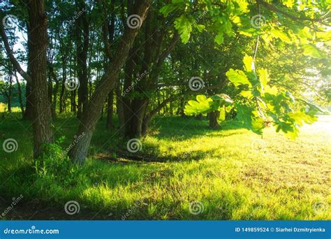 Summer Nature Background Trees In Sunlight Sunshine On Green Tree