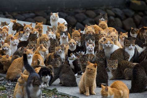 50 Fascinating Facts About Your Cat Cães E Gatos Engraçados Grupo De