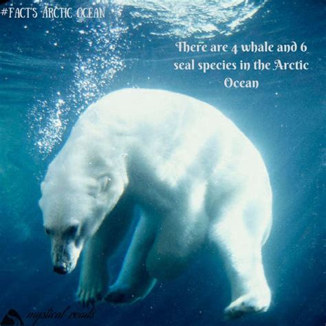 Arctic Ocean Animals Polar Bears Live Polar Bear Bear