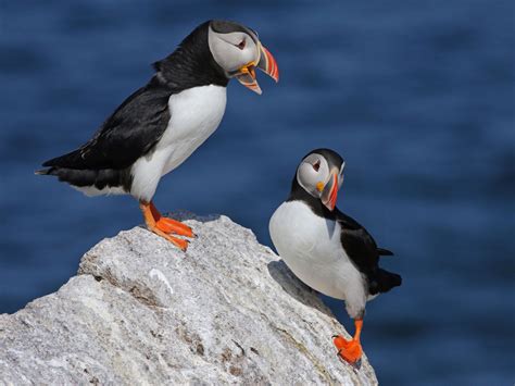 Atlantic Puffin Interesting Facts Other Information And Pictures