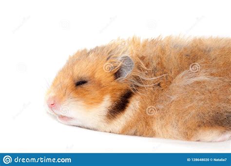 Cute Funny Syrian Fluffy Hamster Lies And Sleeps Stock Photo Image Of