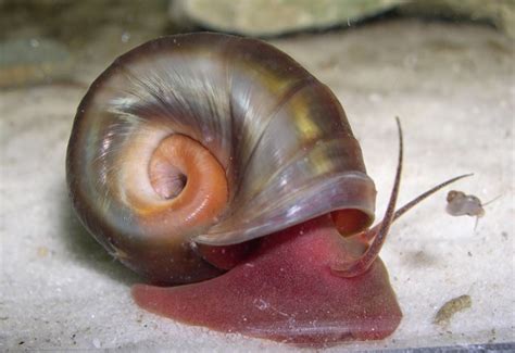 4 Aquatic Snail Species For Your Freshwater Aquarium Pethelpful