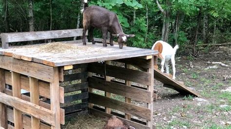 25 Cheap Easy Goat Shelter Ideas Using Diy Pallets Goat Shelter Goat House Goat Playground